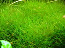 Java Moss